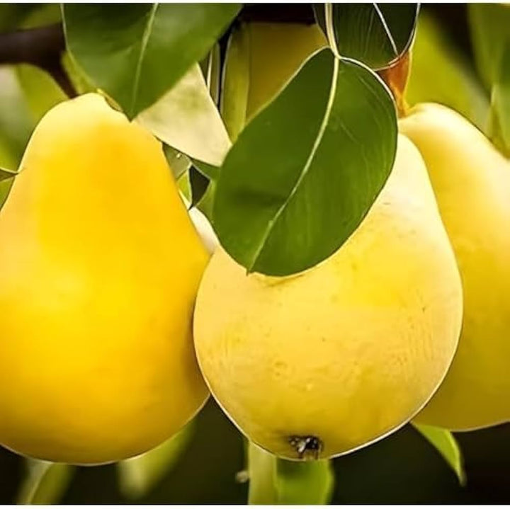 Pear Seeds Yellow for Planting – Heirloom Non-GMO High Germination Organic Garden Seeds