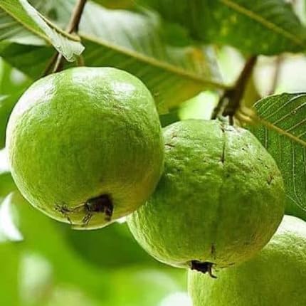Guava Seeds Green – Heirloom, Non-GMO, High Germination Organic Garden Seeds