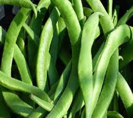 Bean Seeds – Heirloom, Non-GMO, High Germination Organic Garden Seeds Planting