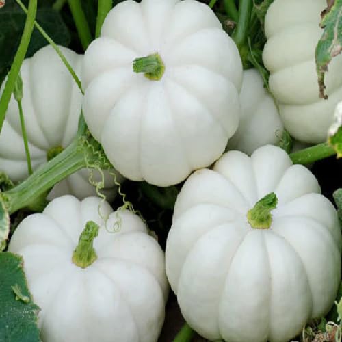 White Pumpkin Seeds – Heirloom, Non-GMO, High Germination Organic Garden Seeds Planting