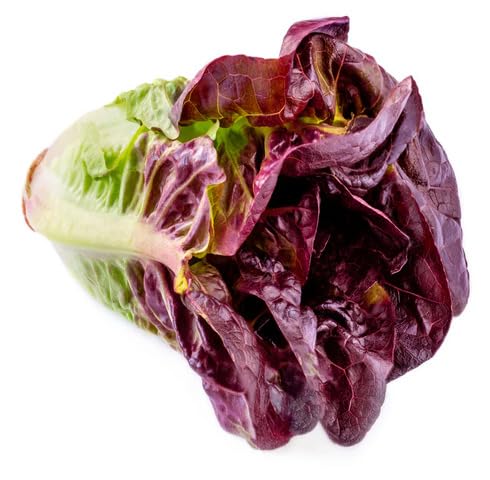Red Lettuce Seeds – Heirloom, Non-GMO, High Germination Organic Garden Seeds Planting
