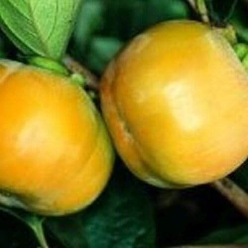 Yellow Kaki Permission Seeds – Heirloom, Non-GMO, High Germination Organic Garden Seeds
