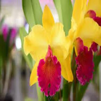 Yellow Cattleya Orchid Flower Seeds – Heirloom, Non-GMO, High Germination Organic Garden Seeds