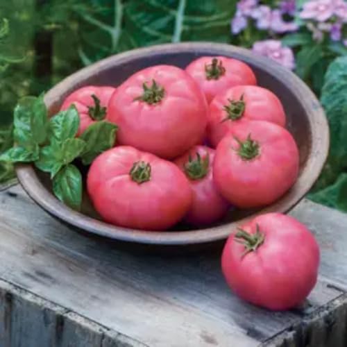 Pink Tomato Seeds – Heirloom, Non-GMO, High Germination Organic Garden Seeds Planting