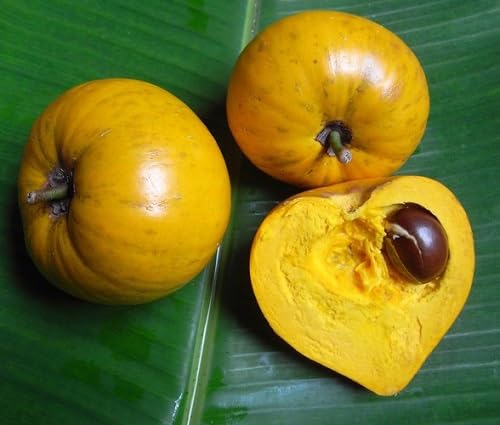 Lucuma Seeds – Heirloom, Non-GMO, High Germination Organic Garden Seeds