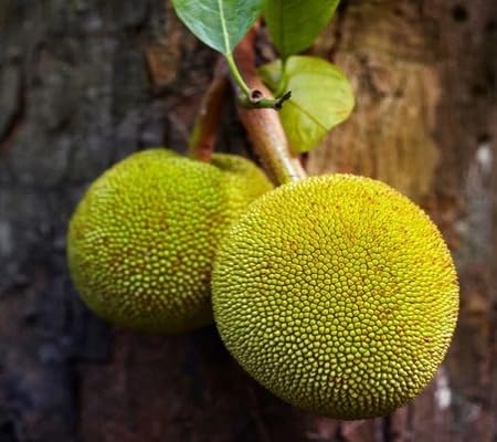Breadfruit Seeds – Heirloom, Non-GMO, High Germination Organic Garden Seeds