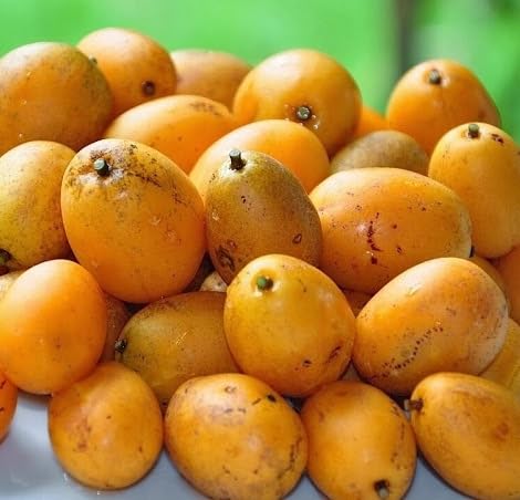 Spondias Seeds – Heirloom, Non-GMO, High Germination Organic Garden Seeds