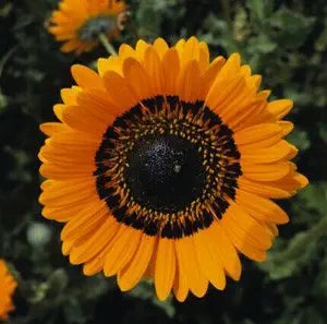 orange orange flower seeds