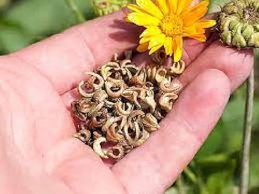 calendula officinalis flower seeds