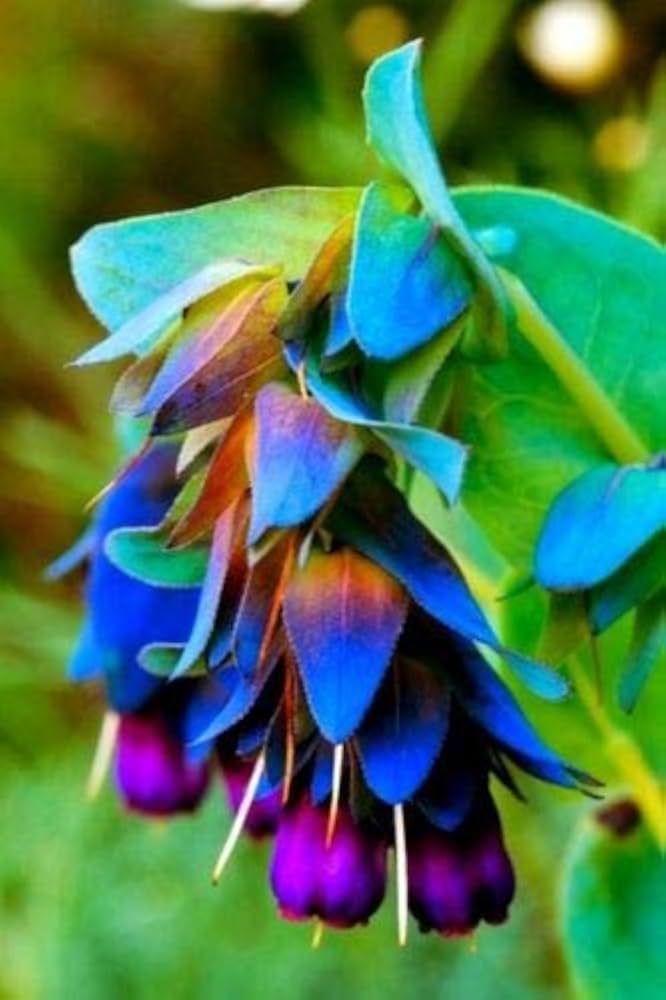 cerinthe major flower seeds