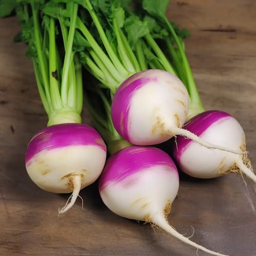 Purple White Rutabaga Seeds – Heirloom, Non-GMO, High Germination Organic Garden Seeds Planting