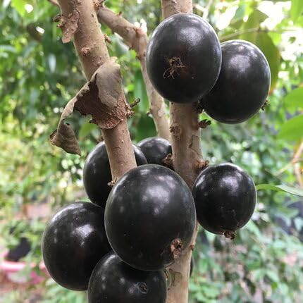 Jabuticaba Seeds Black – Heirloom, Non-GMO, High Germination Organic Garden Seeds