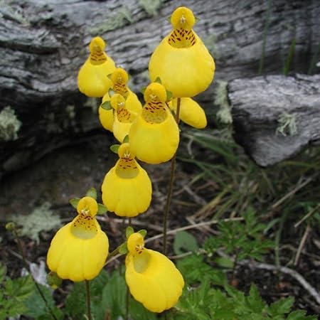 Calceolaria Flower Seeds Yellow – Heirloom Non-GMO High Germination Organic Garden Seeds