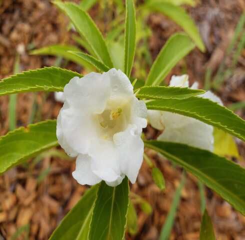 White Balsamina Flower Seeds – Heirloom, Non-GMO, High Germination Organic Garden Seeds for Planting