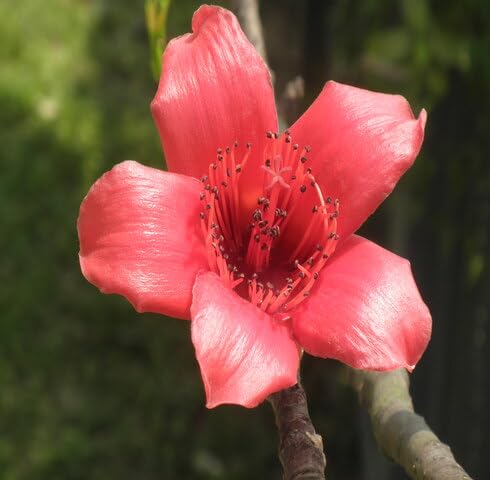 Red Kapok Flower Seeds – Heirloom Non-GMO High Germination Organic Garden Seeds for Planting