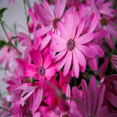 Senetti Pericallis Flower Seeds for Planting – Heirloom, Non-GMO, High Germination Organic Garden Seeds