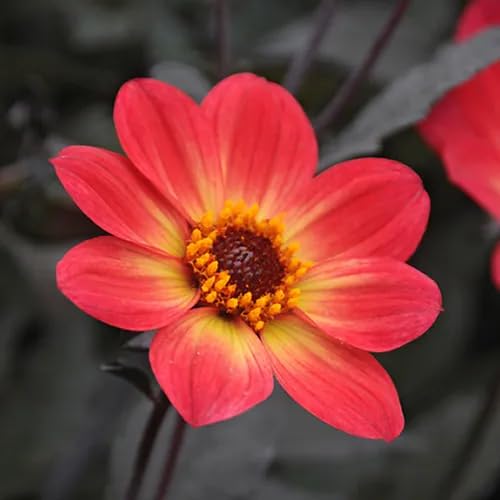 Red Bidens Annual Flower Seeds Heirloom Non-GMO High Germination Organic Garden Seeds for Planting