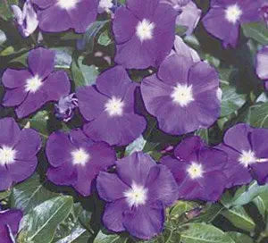 blue blue flower seeds