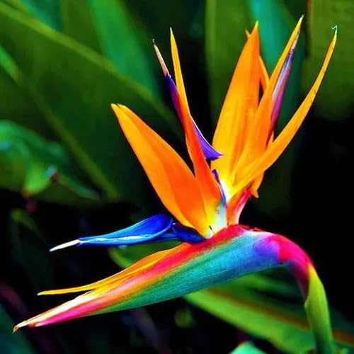 Strelitzia Reginae Flower Seeds – Heirloom, Non-GMO, High Germination Organic Garden Seeds