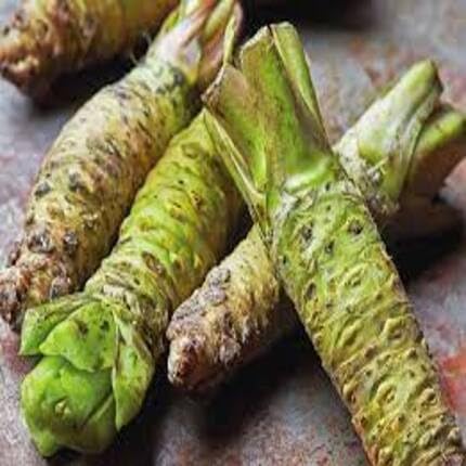 Grüne Wasabi-Samen – Alte Sorte, gentechnikfrei, hohe Keimfähigkeit, Bio-Gartensamen zur Aussaat