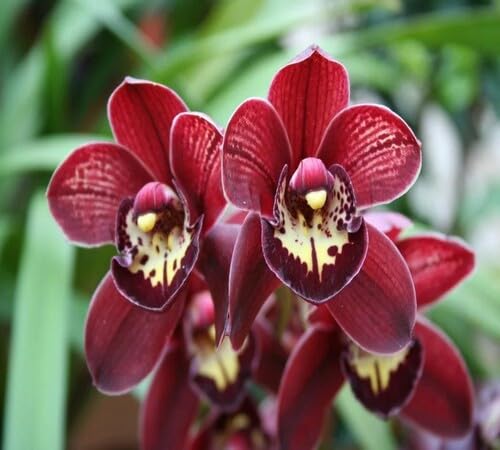 Orchid Flower Seeds Red for Planting (Heirloom, Non-GMO) High Germination Organic Garden Seeds
