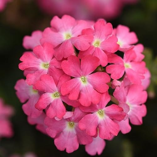 Verbena Flower Seeds Pink for Planting – Heirloom, Non-GMO, High Germination
