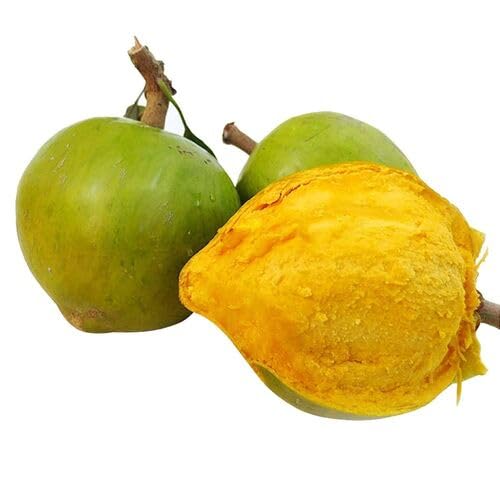 Yellow Lucuma Seeds – Heirloom, Non-GMO, High Germination Organic Garden Seeds