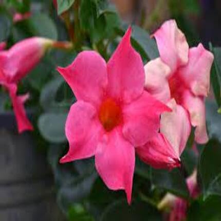 pink dipladenia flower seeds