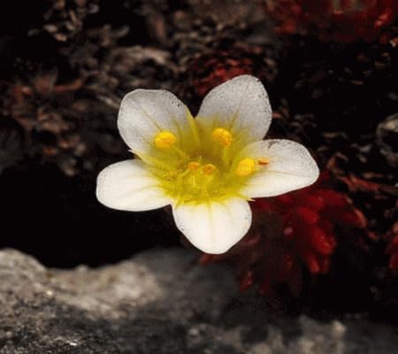 Saxifrage Flower Seeds – Heirloom Non-GMO High Germination Organic Garden Seeds