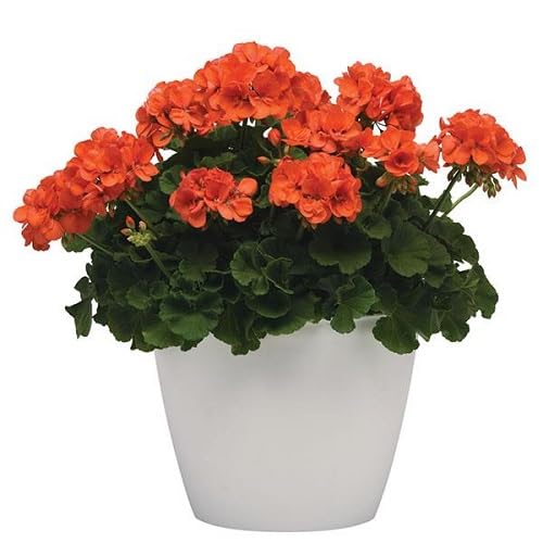 Geranium Flower Seeds – Heirloom, Non-GMO, High Germination Organic Garden Seeds for Planting