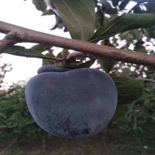 Black Permission Seeds – Heirloom, Non-GMO, High Germination Organic Garden Seeds