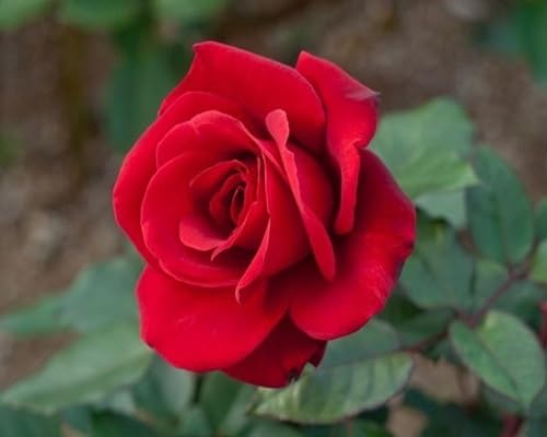 Red Rose Flower Seeds for Planting – Heirloom Non-GMO High Germination Organic Garden Seeds