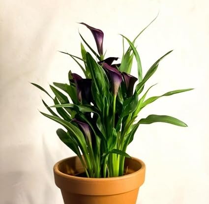 Purple Callalily Flower Seeds for Planting – Heirloom Non-GMO High Germination Organic Garden Seeds Seeds for Planting