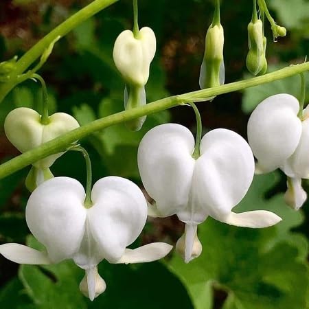 White Dicentra Flower Seeds – Heirloom, Non-GMO, High Germination Organic Garden Seeds for Planting