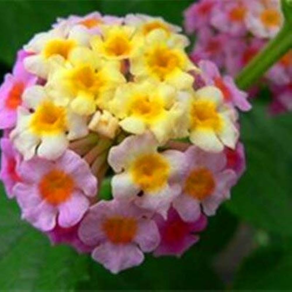 lantana camara flower seeds