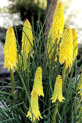Yellow Kniphofia Flower Seeds – Heirloom, Non-GMO, High Germination Seeds