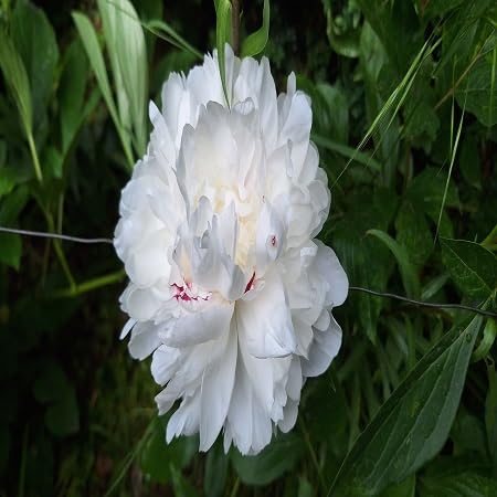 Peony Flower Seeds – Heirloom, Non-GMO, High Germination Organic Garden Seeds for Planting