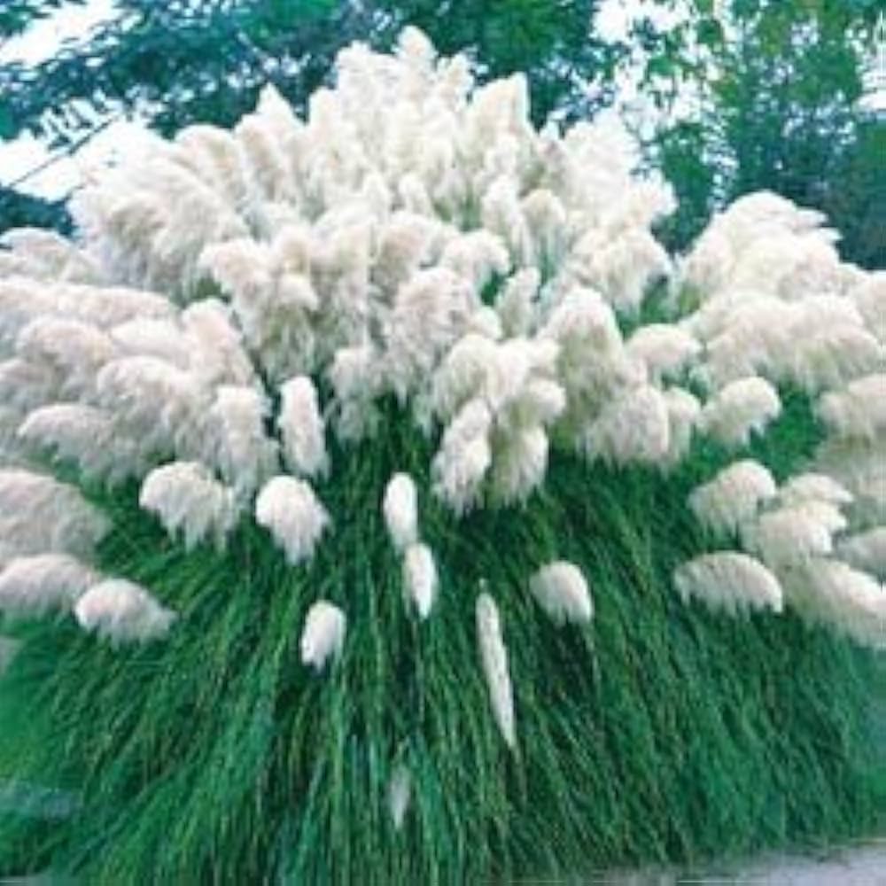 pampas grass flower seeds