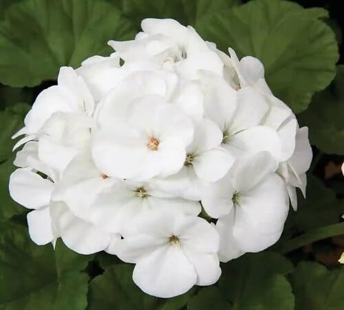 Geranium Flower Seeds White Heirloom Non-GMO High Germination Organic Garden Seeds for Planting