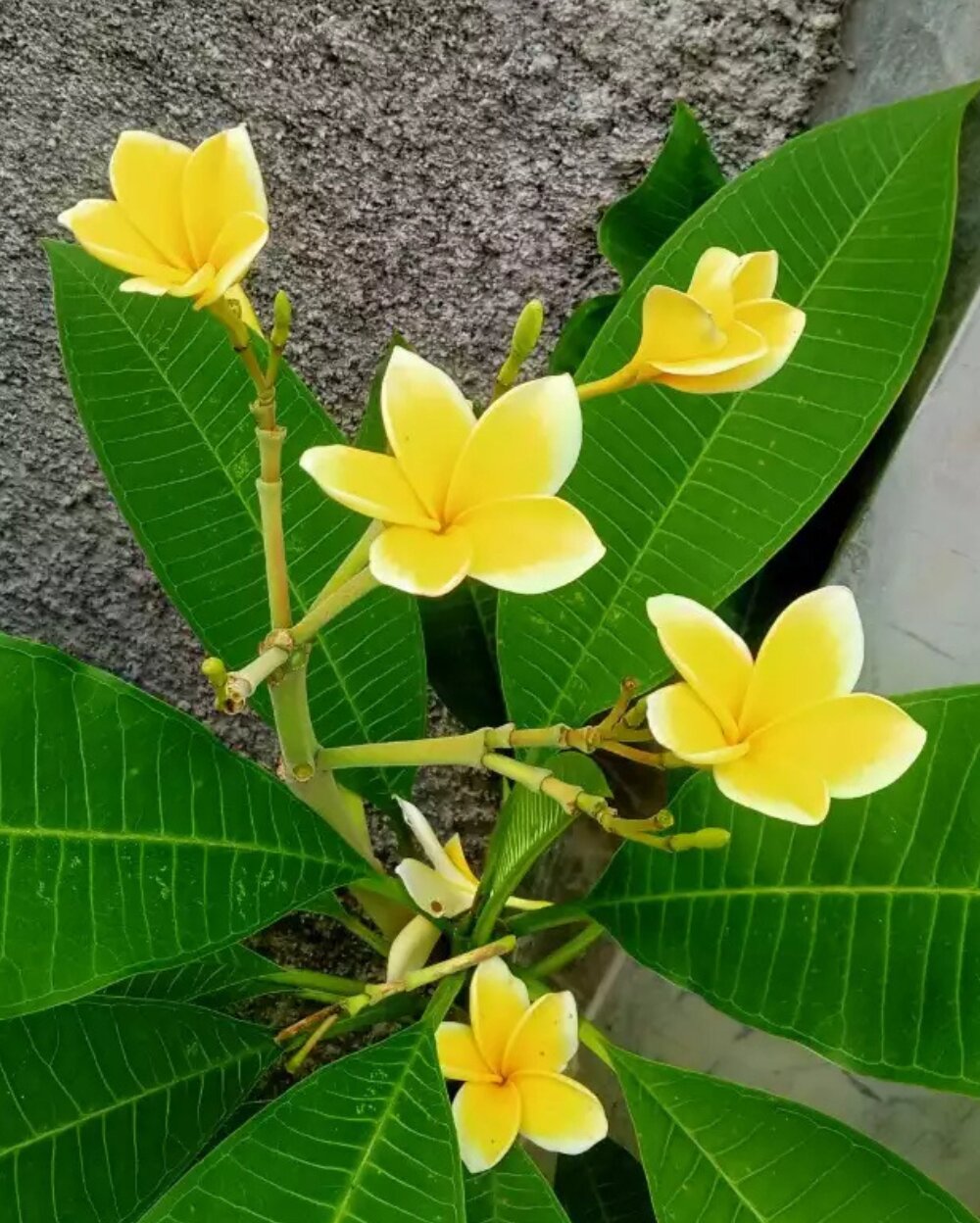 Yellow Champa Flower Seeds – Heirloom, Non-GMO, High Germination Seeds for Planting