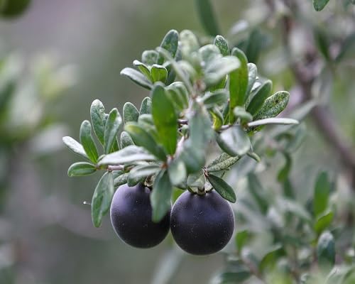 Black Kaki Permission Seeds – Heirloom, Non-GMO, High Germination Organic Garden Seeds