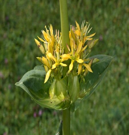 Yellow Gentiana Lutea Flower Seeds Heirloom Non-GMO High Germination Organic Garden Seeds for Planting