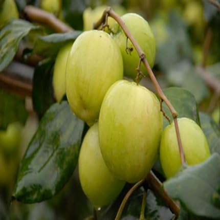 Green Jujube Seeds – Heirloom, Non-GMO, High Germination Organic Garden Seeds