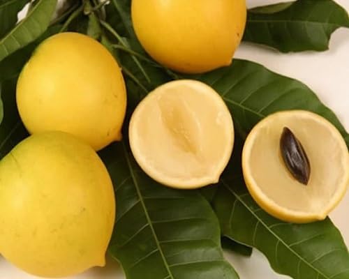 Yellow Abiu Seeds for Planting Heirloom Non-GMO High Germination Organic Garden Seeds