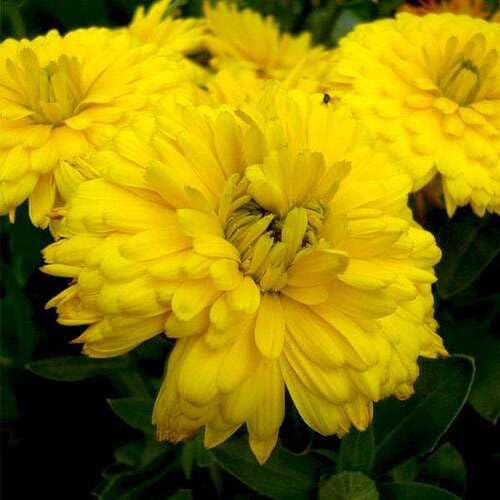 Yellow Calendula Flower Seeds – Heirloom, Non-GMO, High Germination Organic Seeds