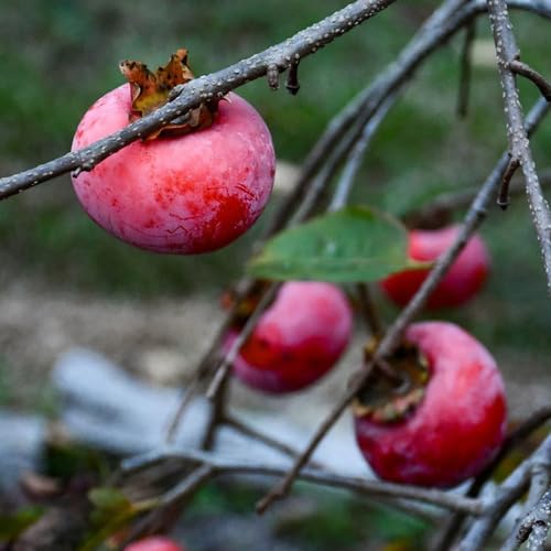 Semillas Red Giant Permiso – Semillas de jardín orgánicas, reliquia, no modificadas genéticamente, de alta germinación