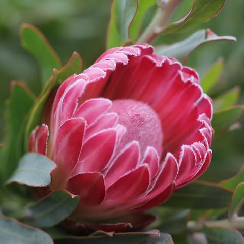 Semillas de Flor de Protea – Crianza, Sin OGM, Semillas Orgánicas de Alta Germinación para Sembrar