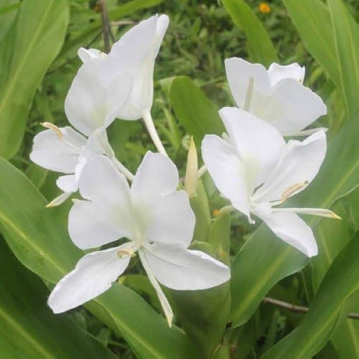 Hedychium Flower Seeds White – Heirloom, Non-GMO, High Germination Seeds