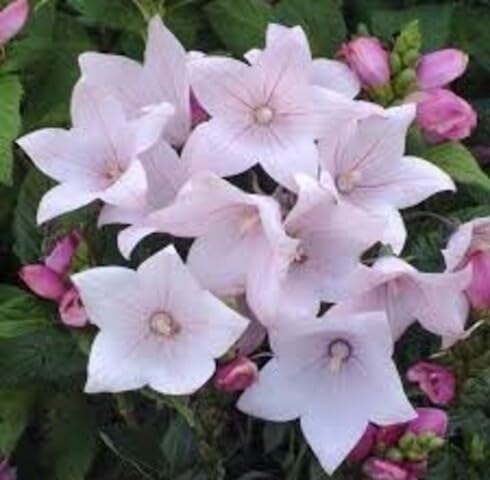Pink Grandiflorus Flower Seeds – Heirloom, Non-GMO High Germination Seeds for Planting | Organic Garden Seeds