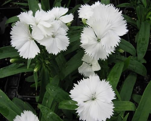 Dianthus Flower Seeds White Heirloom Non-GMO High Germination Organic Garden Seeds for Planting